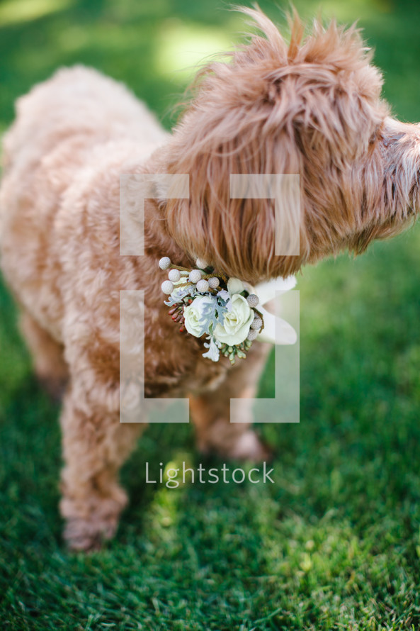 dog with flowers on its collar 