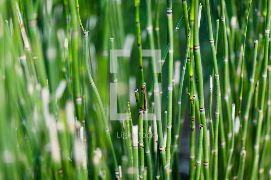Stalks of green bamboo