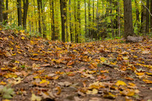 fall leaves on the ground in a forest 