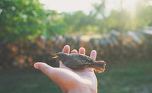 hand holding a sparrow 