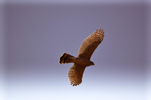 falcon in flight