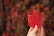 a woman holding a red fall leaf 