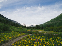 nature trail through a field of wildflowers and mountain peak 