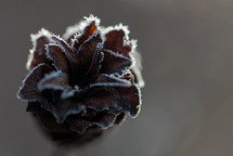 frost on a plant 