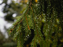 wet evergreen branches 