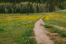 worn path through a field 