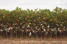 cotton plants and vines 