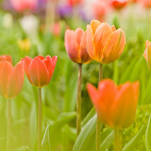 field of tulips 