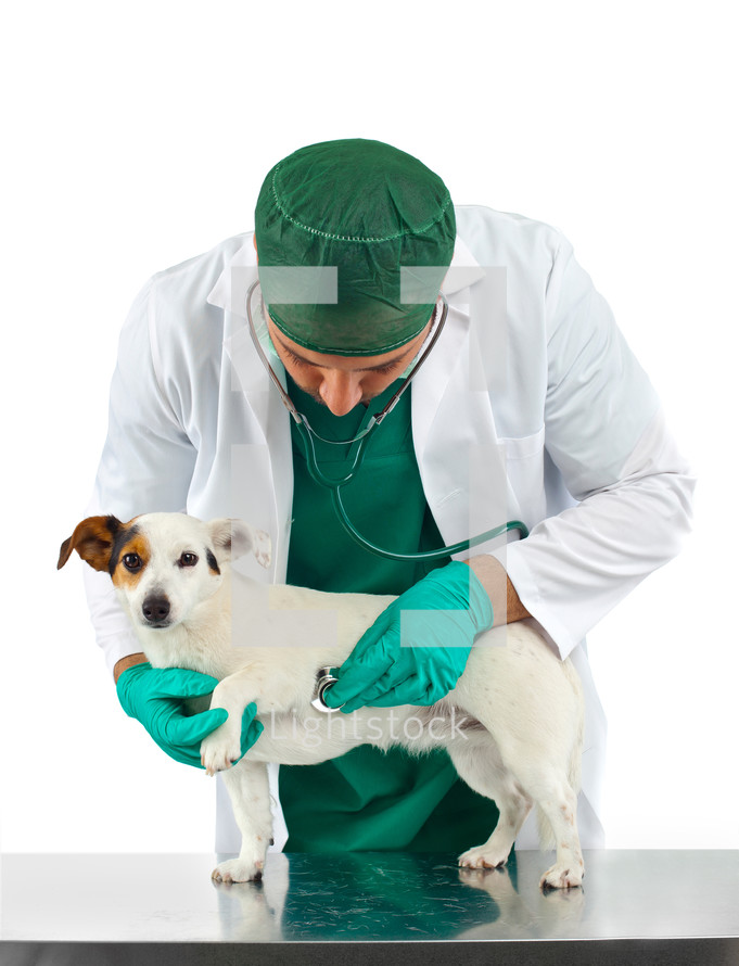 Veterinarian examining a dog 