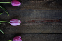 pink tulips on wood boards 