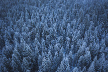 aerial view over an evergreen forest with snow 