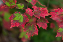 red and green leaves 