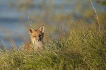 Fox cub in tall grass.