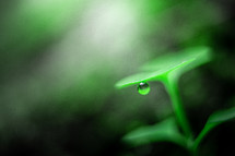 water drop on green leaves 