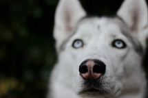 husky dog with blue eyes 