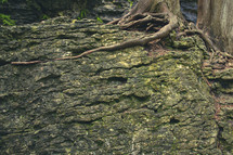 tree roots and rock 