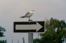 seagull on a street sign 