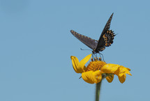 Beautiful butterfly sitting on a yellow flower against a blue sky,