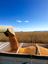 harvesting corn 