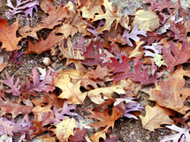
Fallen oak leaves cover the forest path.
