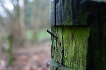nail in a mossy post 