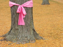 Pink ribbon tied around a tree for Breast Cancer Awareness campaign on a women's college campus.
