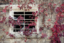 Vines growing over a window on a stone building.