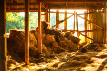 hay in a barn 