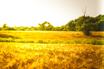 golden wheat in a wheat field 