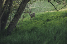 baby deer on a hill 