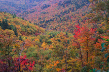 autumn mountainside forest 