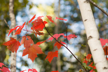 red maple leaves 