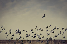 doves in flight