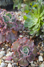 purple and green leaves on a succulent plant 