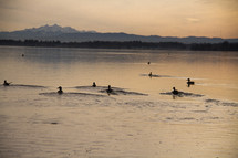 distant snow capped mountains across a lake and ducks 