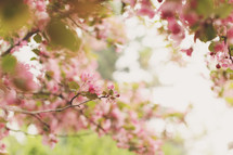pink dogwood cherry blossoms