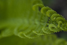 young green fern 