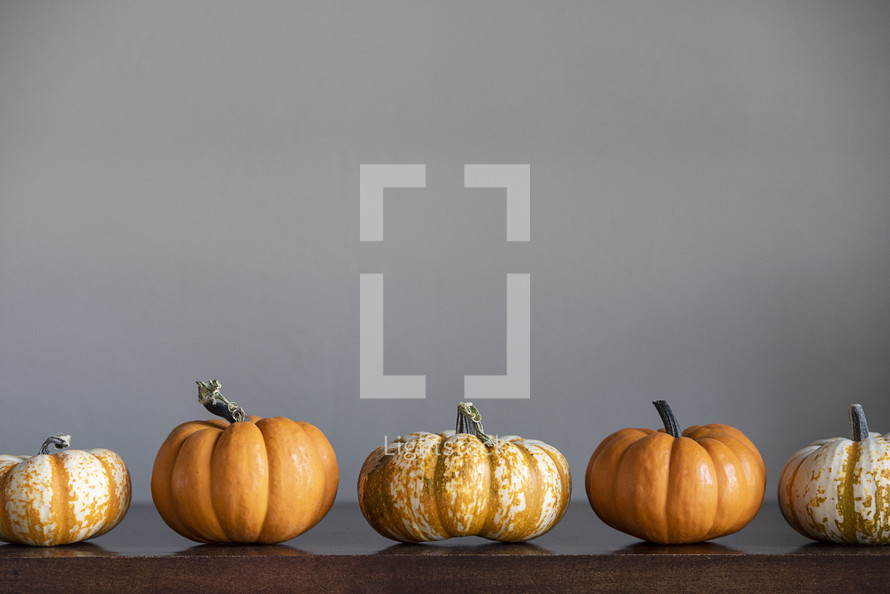 row of pumpkins against a gray background 