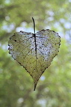 Transparent Poplar Leaf
