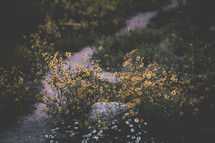 yellow wildflower in a field 