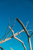 driftwood against a blue sky