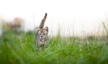 kitten in the grass 