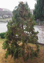 pruned fir evergreen coniferous tree in winter
