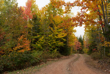 dirt road through a fall forest 