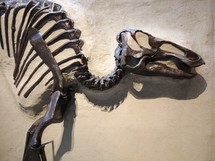 dinosaur bones 