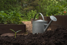 watering can and sprout in a garden bed 