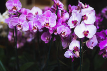 purple orchid flowers 