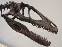 dinosaur skull 