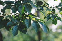 branch of a tree with leaves, Green leaves on a tree