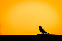silhouette of a song bird at sunset 